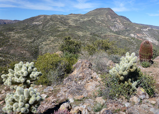 Cacti on Elephant Mountain