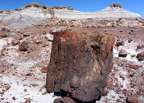 Petrified log, First Forest Point