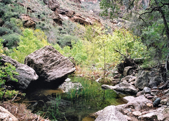 Reed-filled pool