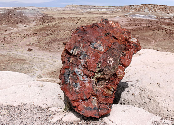 Giant Logs Trail: isolated petrified log