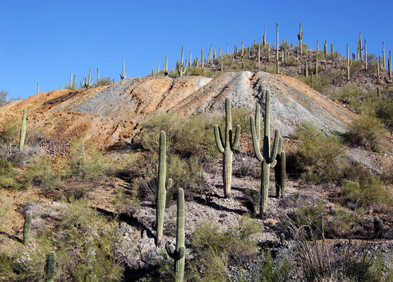 Saguaro cacti in front of the tailings piles at Gould Mine