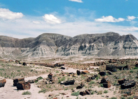 Grey badlands and petrified logs