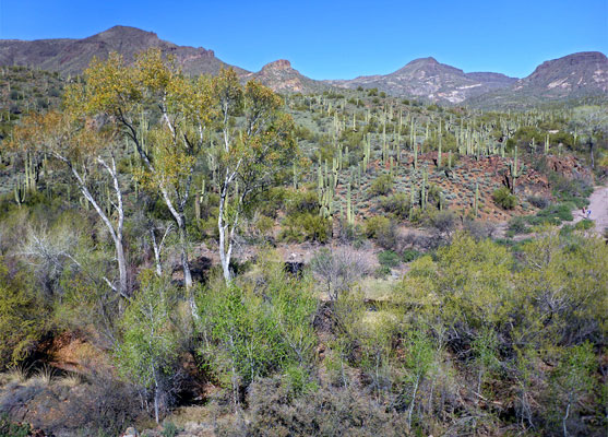 Trees by the creek