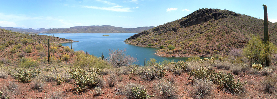 Cacti above Pipeline Cove, Lake Pleasant