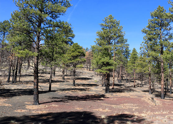 Ponderosa pines, growing in red and black ash