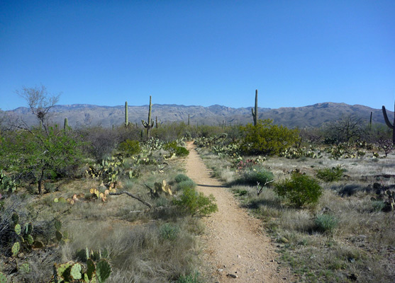 Loma Verde Trail