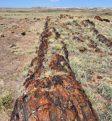 One of the longest petrified trees on the Long Logs Trail