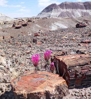 Flowering cactus amongst petrified logs