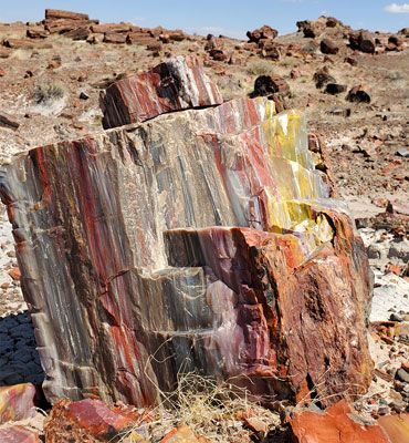 Colorful, angular section of petrified wood