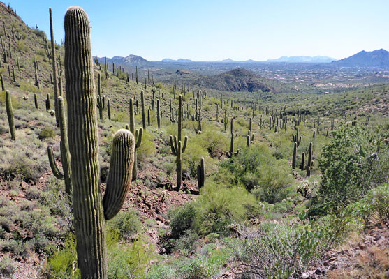 View south along the Maricopa Trail
