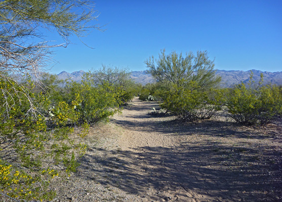 Mica View Trail