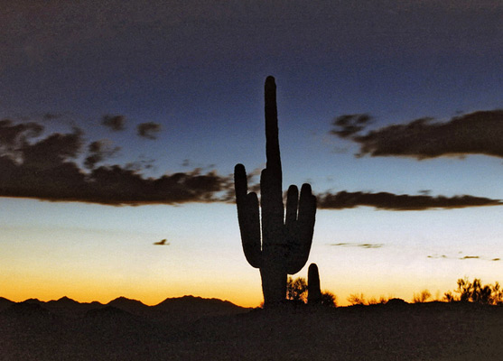 Nighttime saguaro in the Tonto National Forest