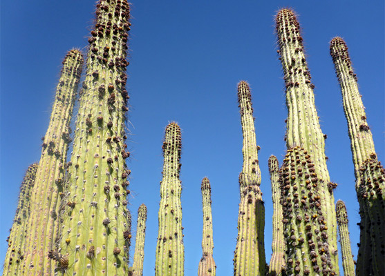 Organ pipe stems