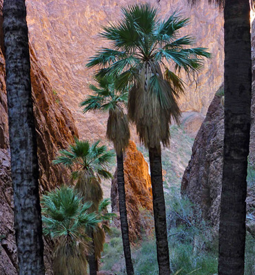 The main group of trees in Palm Canyon