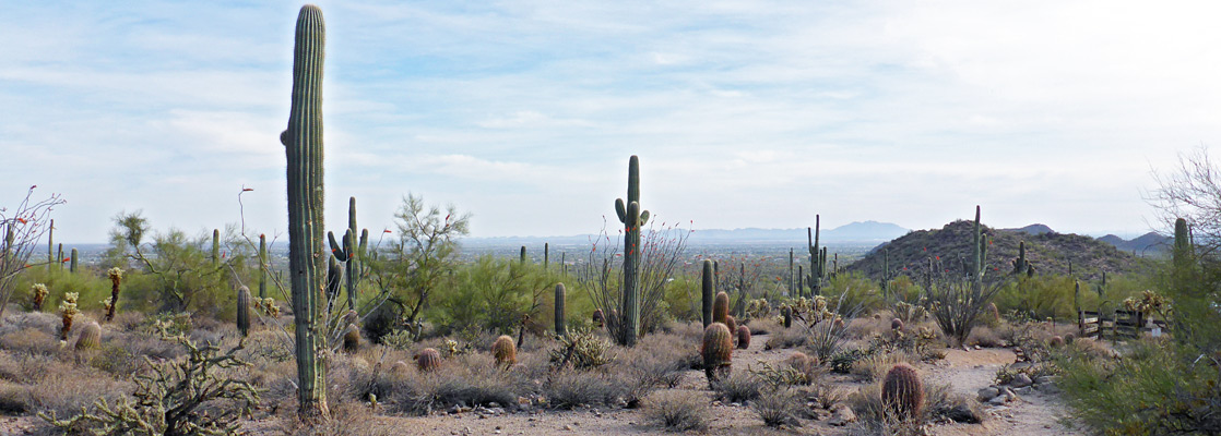 Stony path past a varied group of cacti