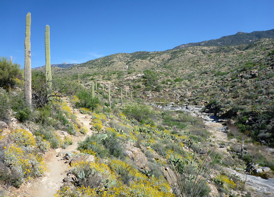 Saguaro and brittlebush