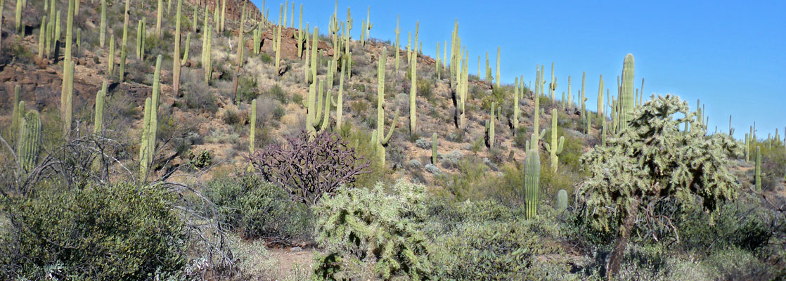 Peak 3310 in the Tucson Mountains