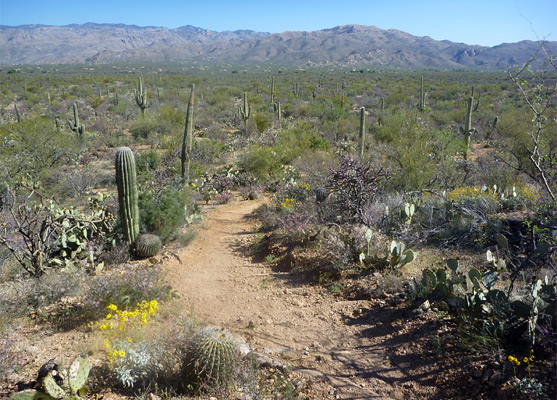 pink Hill Trail