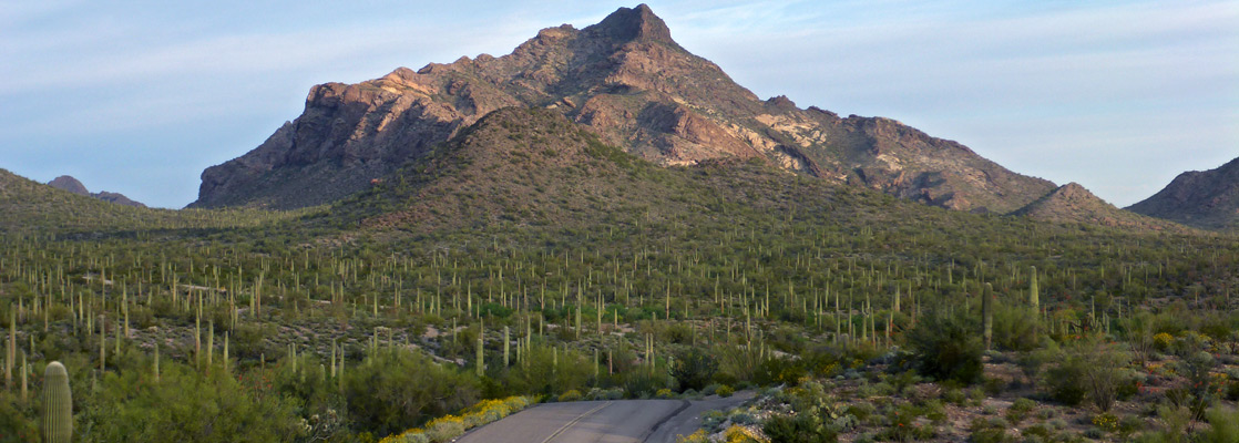 Saguaro beneath Pinkley Peak, along Puerto Blanco Road