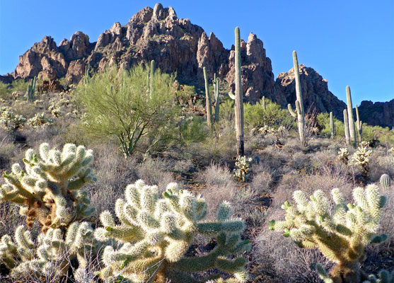 Saguaro, palo verde and cholla