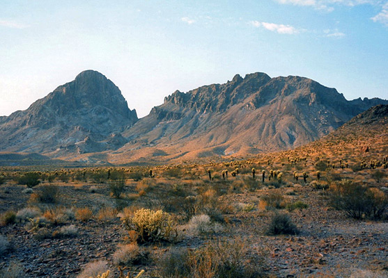 Cholla cacti beneath Boundary Cone in the Black Mountains, near sunset