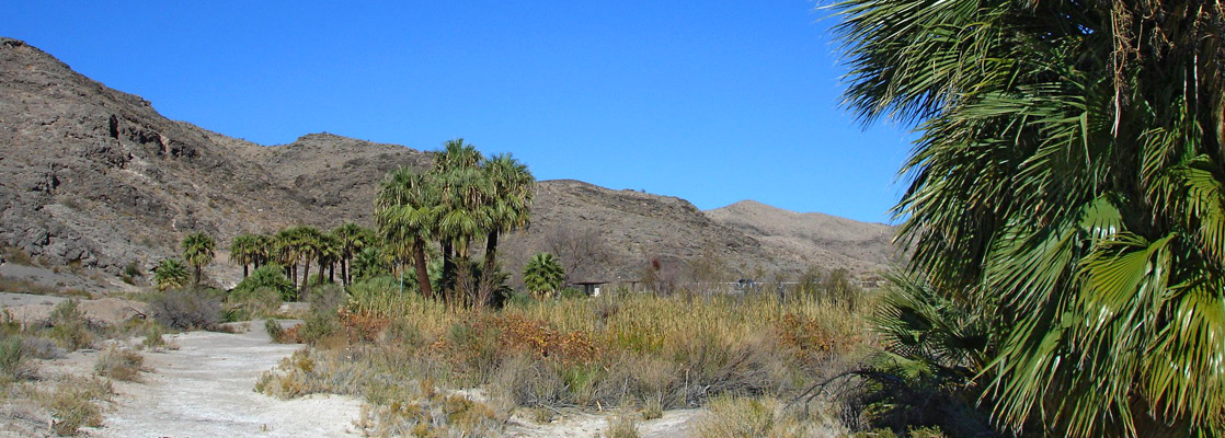 Path to the palm oases