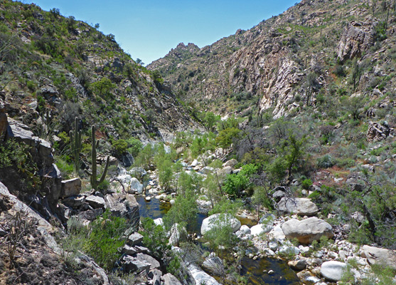 Trees and saguaro, Sabino Canyon