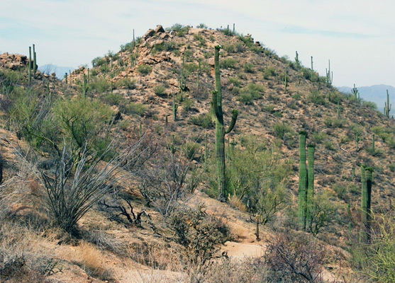 Saguaro, palo verde, ocotillo and cholla 