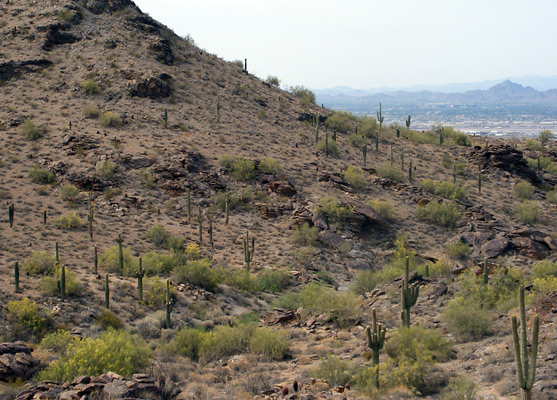 Saguaro-covered hillside