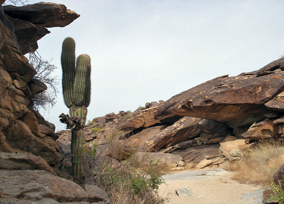 Saguaro in a dry wash