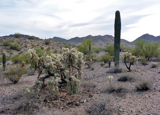 Saguaro and cholla