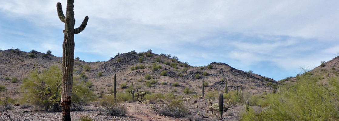 Saguaro along the San Tan Trail
