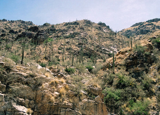 Cactus-covered hills, Bear Canyon