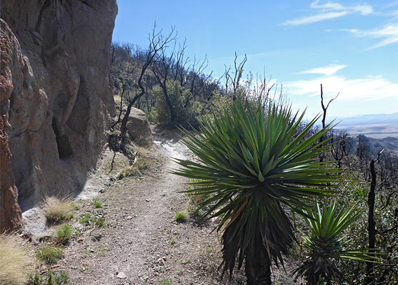 Yucca madrensis beside the trail,