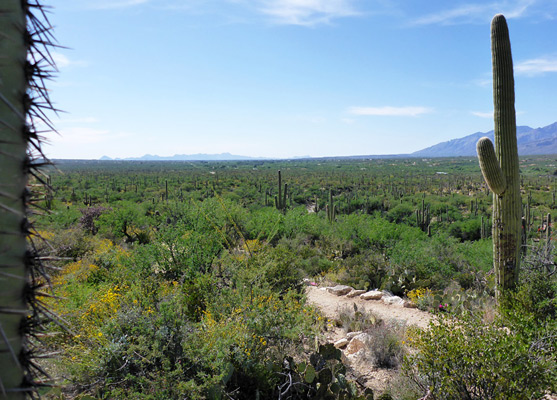 Cactus plain near the start of the path
