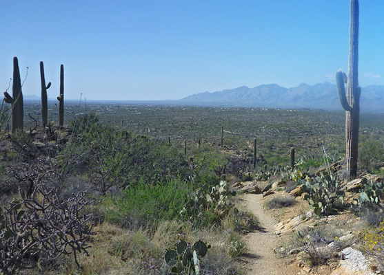 West end of Tanque Verde Ridge