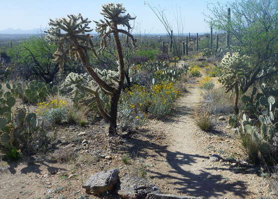 Tanque Verde Ridge Trail