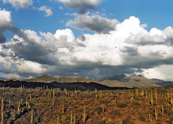 Saguaro on the side of a valley