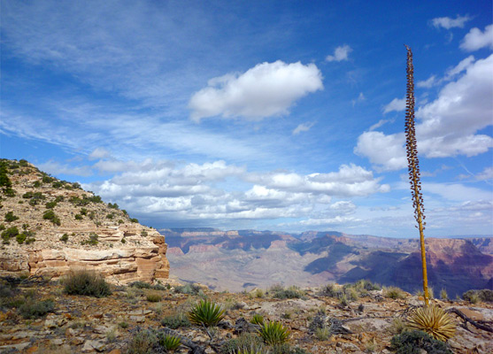 Utah agave