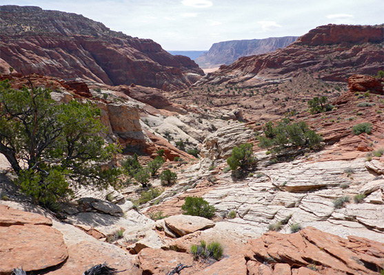 Patch of white rocks