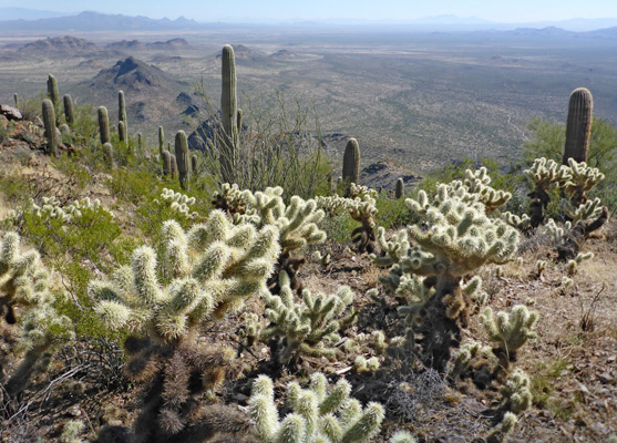 Teddy-bear cholla