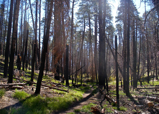 Burnt pine trees and shadows