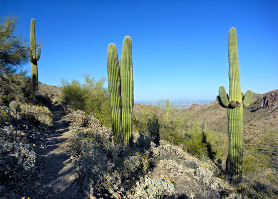 Tall saguaro