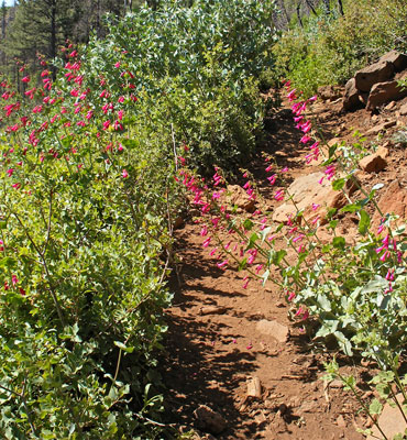 Wilson Mountain Trail, Sedona, Arizona