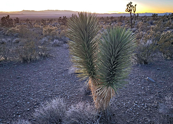 Two Joshua trees, near the access road