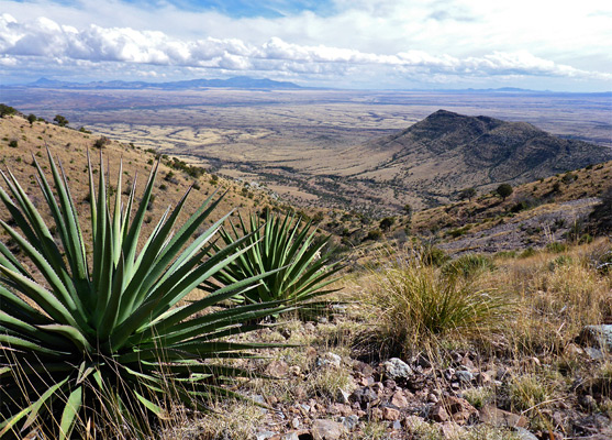 Two large specimens of agave palmeri