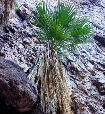 Young fan palm