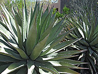 Agave avellanidens