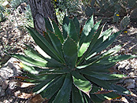 Agave bovicornuta