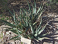 Agave cerulata ssp cerulata